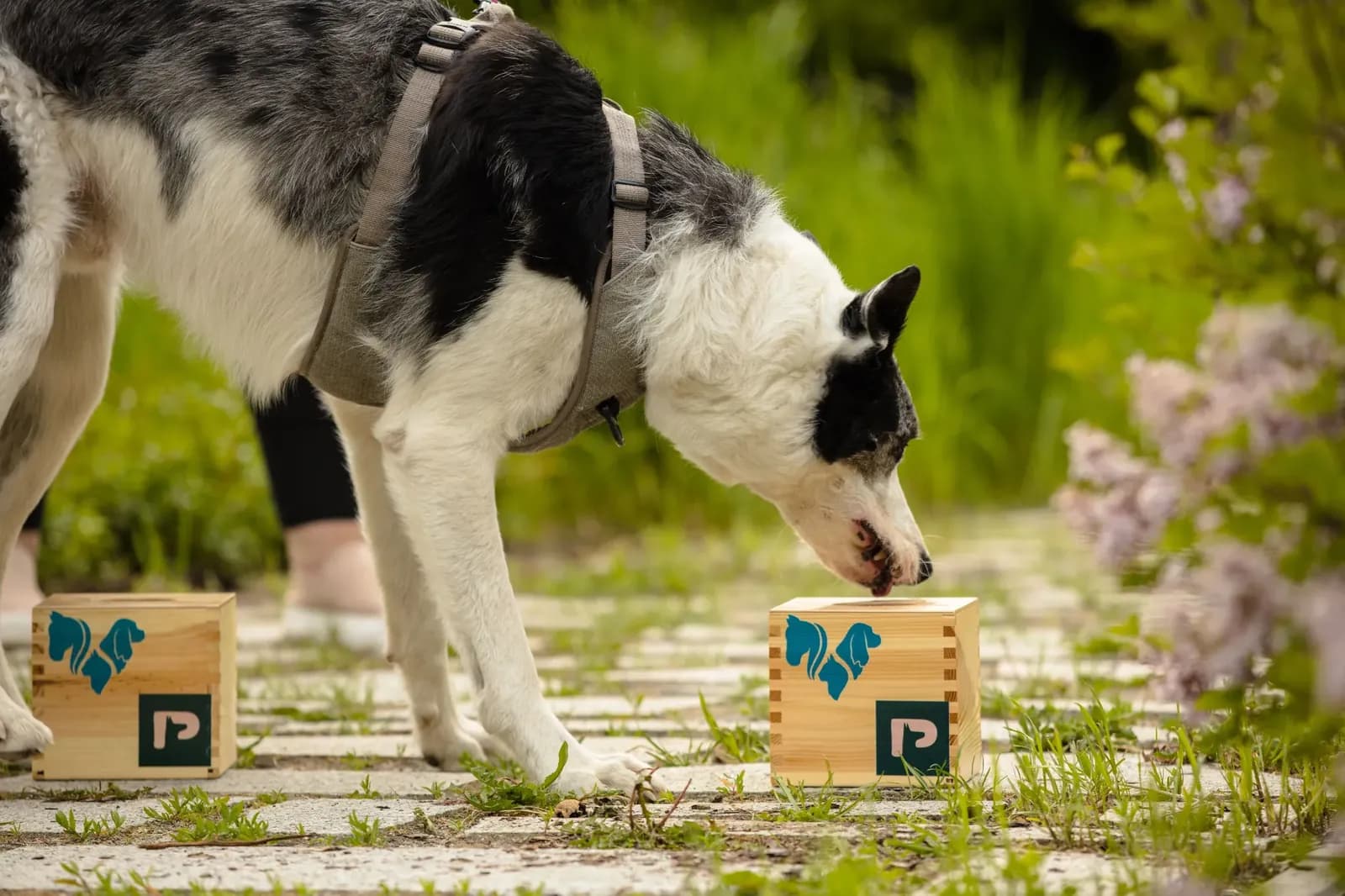Nosework